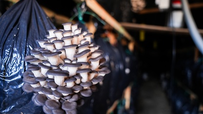 Kurslarla başlayan mantar yetiştiriciliği Güzelbahçe'de üretim modeline dönüştü