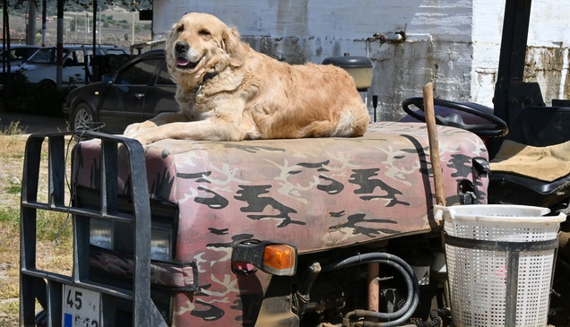 Köpek "Betty", Abdullah dedenin yoldaşı oldu