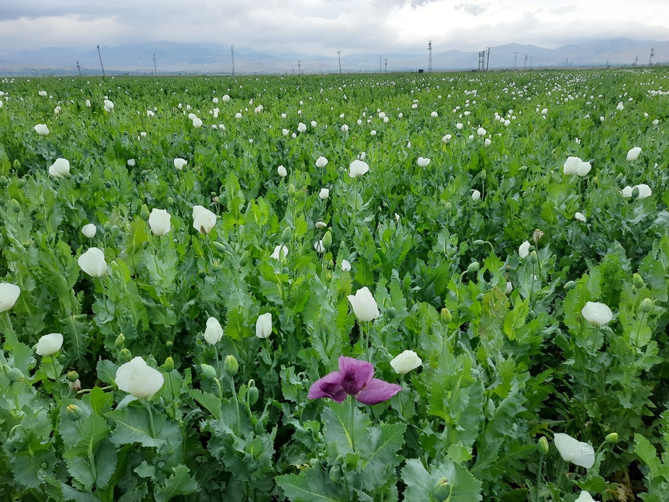Blog Single