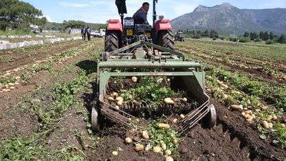 Datça'da turfanda patates hasadı yapılıyor