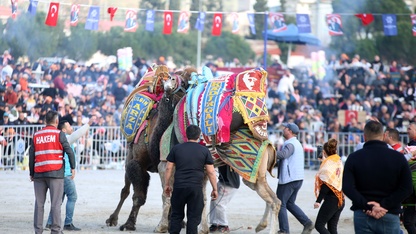 Aydın'da deve güreşi festivali düzenlendi