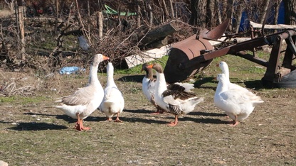 Afyonkarahisar'da kaz yetiştiriciliği köyün geçimi oldu