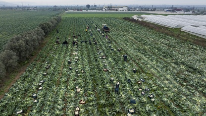 İzmir'in kışlık sebze tarlalarında hasat telaşı yaşanıyor