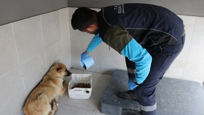 Kütahya'da sahiplendikleri köpekleri sokağa bırakanlara para cezası uygulandı