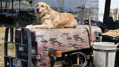 Köpek "Betty", Abdullah dedenin yoldaşı oldu