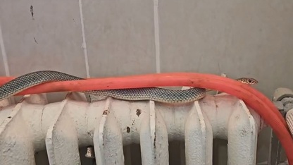 Kütahya'da restoranda bulunan yılan doğaya salındı