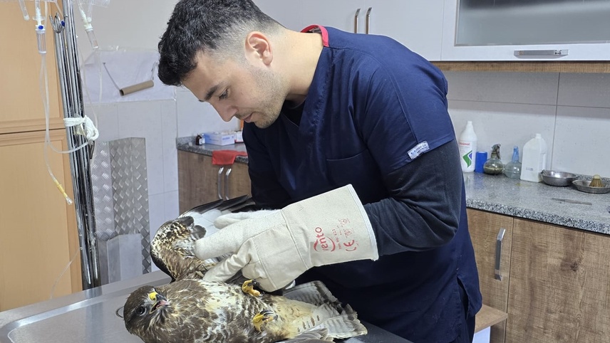 Muğla’da yaralı şahin tedavi altına alındı