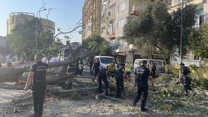 Aydın'da üzerine ağaç devrilen 2 otomobilde hasar oluştu