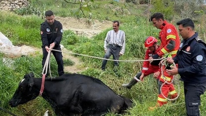Muğla'da su arkında mahsur kalan inek kurtarıldı