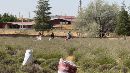 Afyonkarahisar'da ekilen lavantanın geliri köy giderleri için harcanıyor
