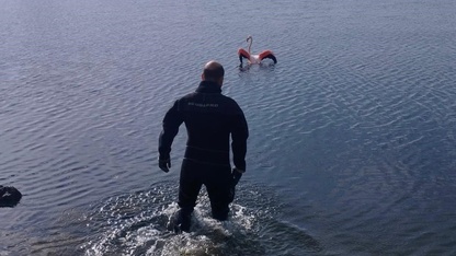 İzmir'de vücuduna ip dolanan flamingo kurtarıldı