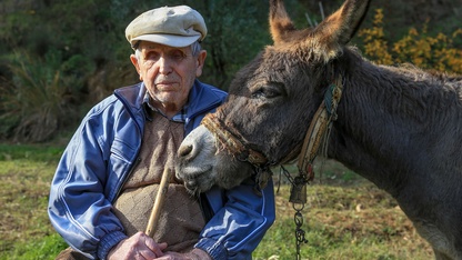 Görme engelli Raif dede yolunu 24 yıldır eşeği "Magare" sayesinde buluyor