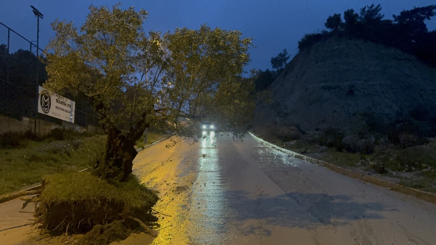 Aydın'da sağanak nedeniyle kökünden sökülen zeytin ağacı sokağa sürüklendi