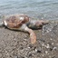 Fethiye'de ölü caretta caretta sahile vurdu
