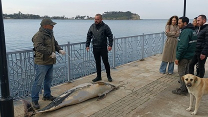 Aydın'da ölü yunus karaya vurdu