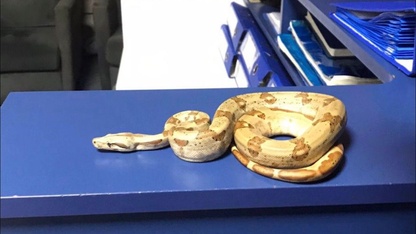 İzmir'de beslenmesi yasak Mısır yılanı koruma altına alındı