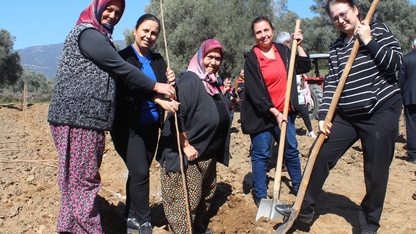 Ödemiş'te ipek böceği yetiştiriciliği için dut fidanı dikildi