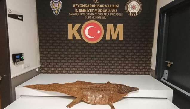 Afyonkarahisar'da timsah derisi ele geçirildi