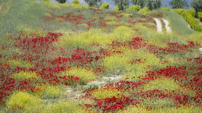 Manisa'da tarlaları gelincikler süsledi