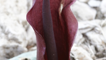 Muğla'da emekli eczacının doğa tutkusu yeni bitki türlerinin keşfini sağlıyor