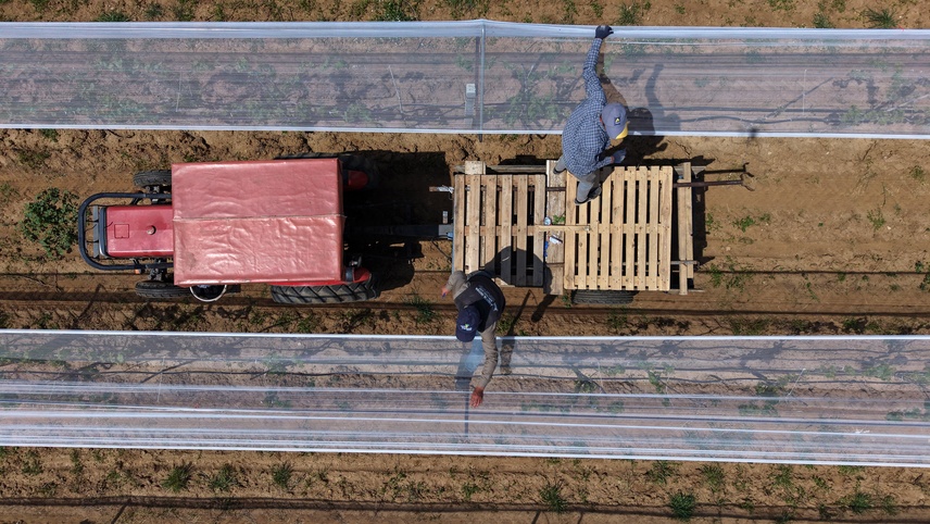 Manisalı üreticiler üzüm bağlarını "dolu tülü" ile koruyor