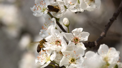 Gediz Ovası'ndaki meyve ağaçları çiçek açtı