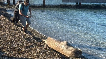 Bodrum sahilinde nesli tehlike altındaki Akdeniz foku görüntülendi