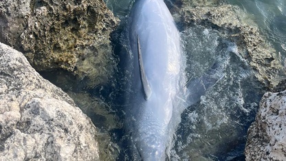 İzmir'de balıkçı ağlarına takılan yunus karaya vurdu