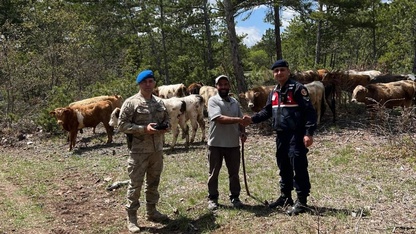 Kütahya'da kaybolan 19 büyükbaş hayvanı jandarma ekibi buldu
