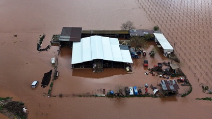 Gediz Nehri taştı, Manisa'da tarım arazileri su altında kaldı