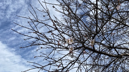 Alaşehir'de badem ağaçları şubatta çiçek açtı