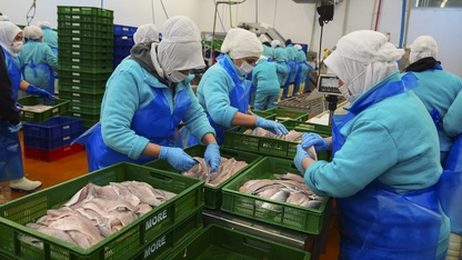 Su ürünleri ihracatı yılın ilk çeyreğinde yaklaşık 553 milyon dolar oldu