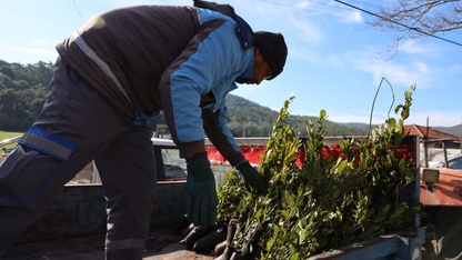 Muğla'da üreticilere 31 bin defne fidanı dağıtıldı