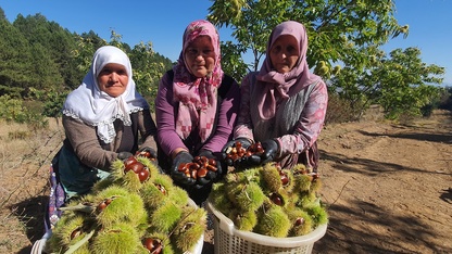 Demirci'de kestane hasadına başlandı