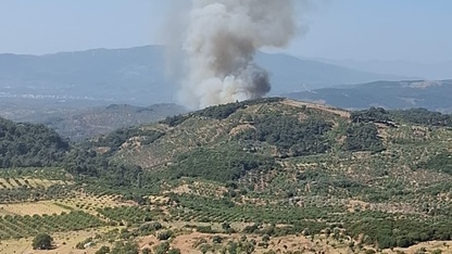 Aydın'ın Germencik ilçesinde orman yangını çıktı