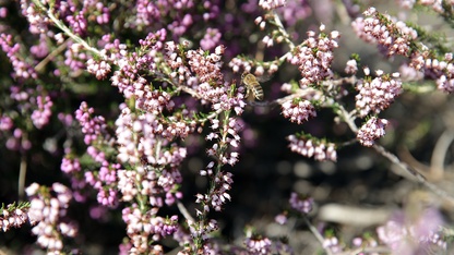 Muğla'da iklim şartlarının iyi gitmesi çam balı rekoltesini yükseltti