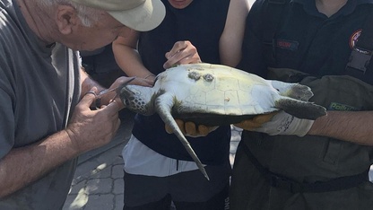 Fethiye'de misinaya dolanan caretta caretta kurtarıldı