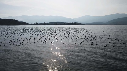 Yağışlarla nefes alan Bafa Gölü'nde doğal yaşam yeniden canlandı