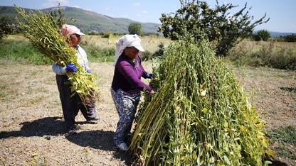 Gökova Körfezi'nin kıyılarında, aromasını "Deli Memet" rüzgarından alan susamın üretimi arttı