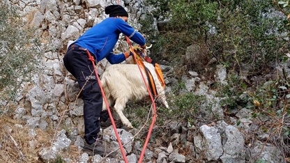 İzmir'de kayalıklarda mahsur kalan keçiyi AFAD ekipleri kurtardı