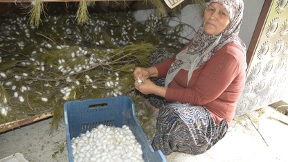Muğla'da anne ile kızı devlet desteğiyle ipek böceği yetiştiricisi oldu