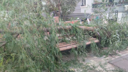 İzmir'de ağacın devrilmesi sonucu 2 kişi yaralandı