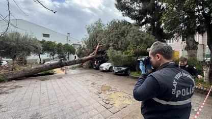 Aydın'da hastane bahçesinde devrilen ağaç 4 otomobilde hasara neden oldu