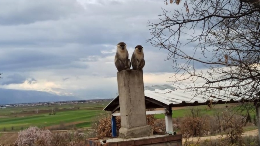 Denizli'de ağaçta yakalanan maymun koruma altına alındı