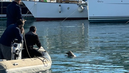 Datça'da denizde yaralı bulunan caretta caretta kurtarıldı