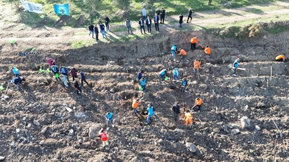 Söke'de yükümlüler fidan dikti
