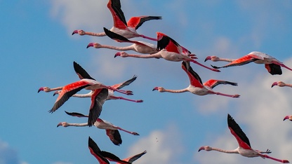 Kuraklık, Gediz Deltası'nda kirliliğin etkisini artırıyor