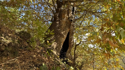 Aydın'da mahalleliden dev çınar ağacı için tescil isteği
