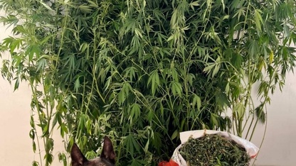 Çivril'de uyuşturucu operasyonunda yakalanan 2 şüpheliye adli kontrol