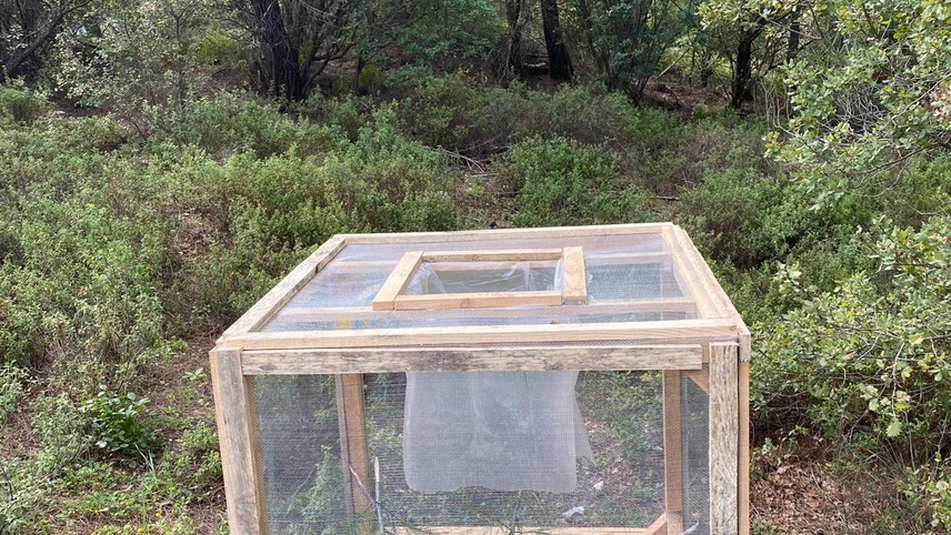 Marmaris'te çam kese böceğiyle kafes yöntemiyle mücadele ediliyor 